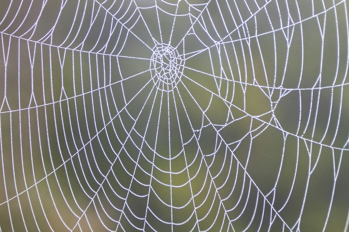 Dew-beaded spider web stretched across a window frame — webs like this in eaves and windows before a spider proofing treatment