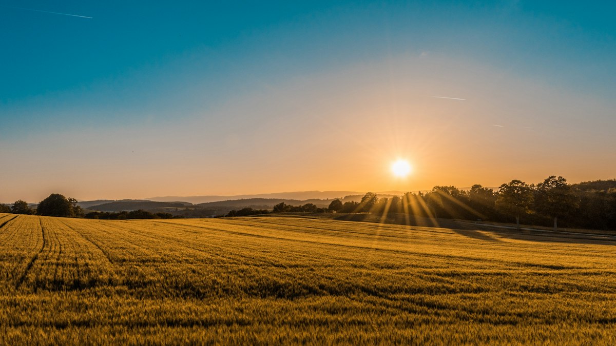 Golden farmland under a wide sky — the rural Selwyn District this Leeston business serves