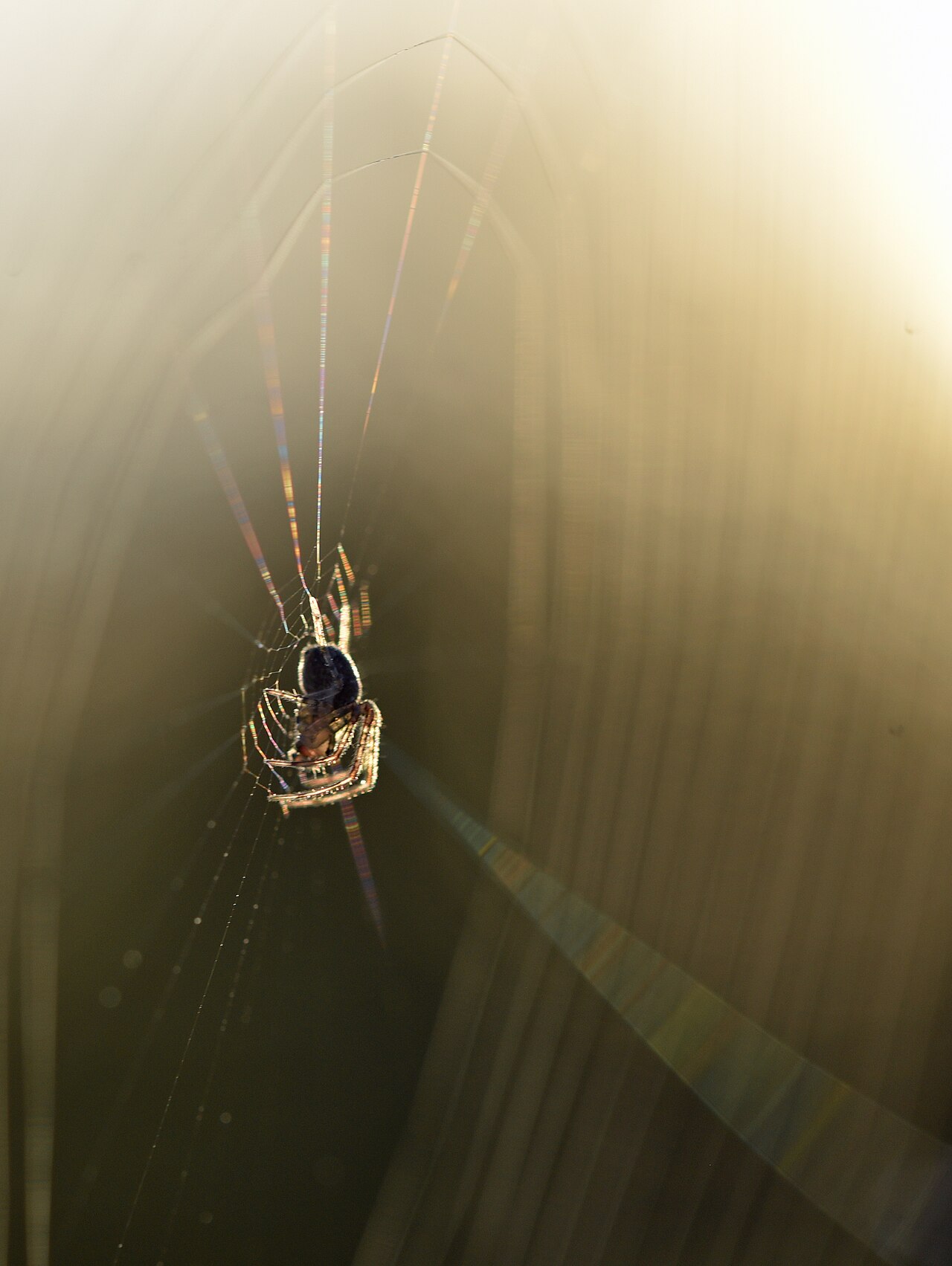 An orb-weaver spider sitting at the hub of its sunlit web — the reason Selwyn homes need spider proofing